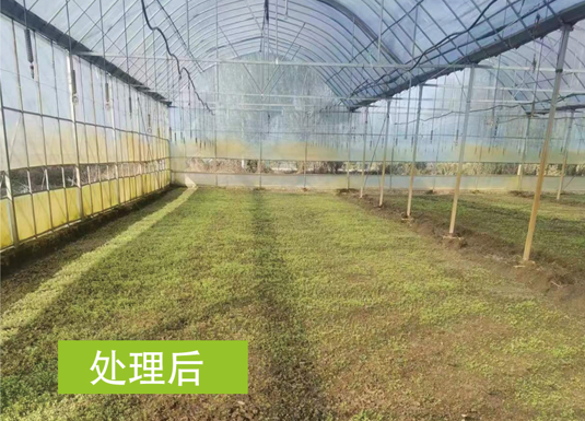 对种植大篷土壤改良试验效果