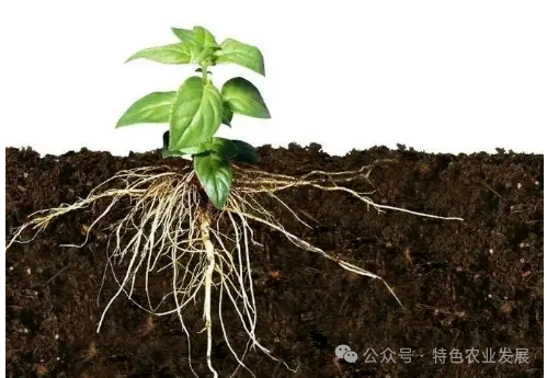Roots are fat mouths, water is fat legs