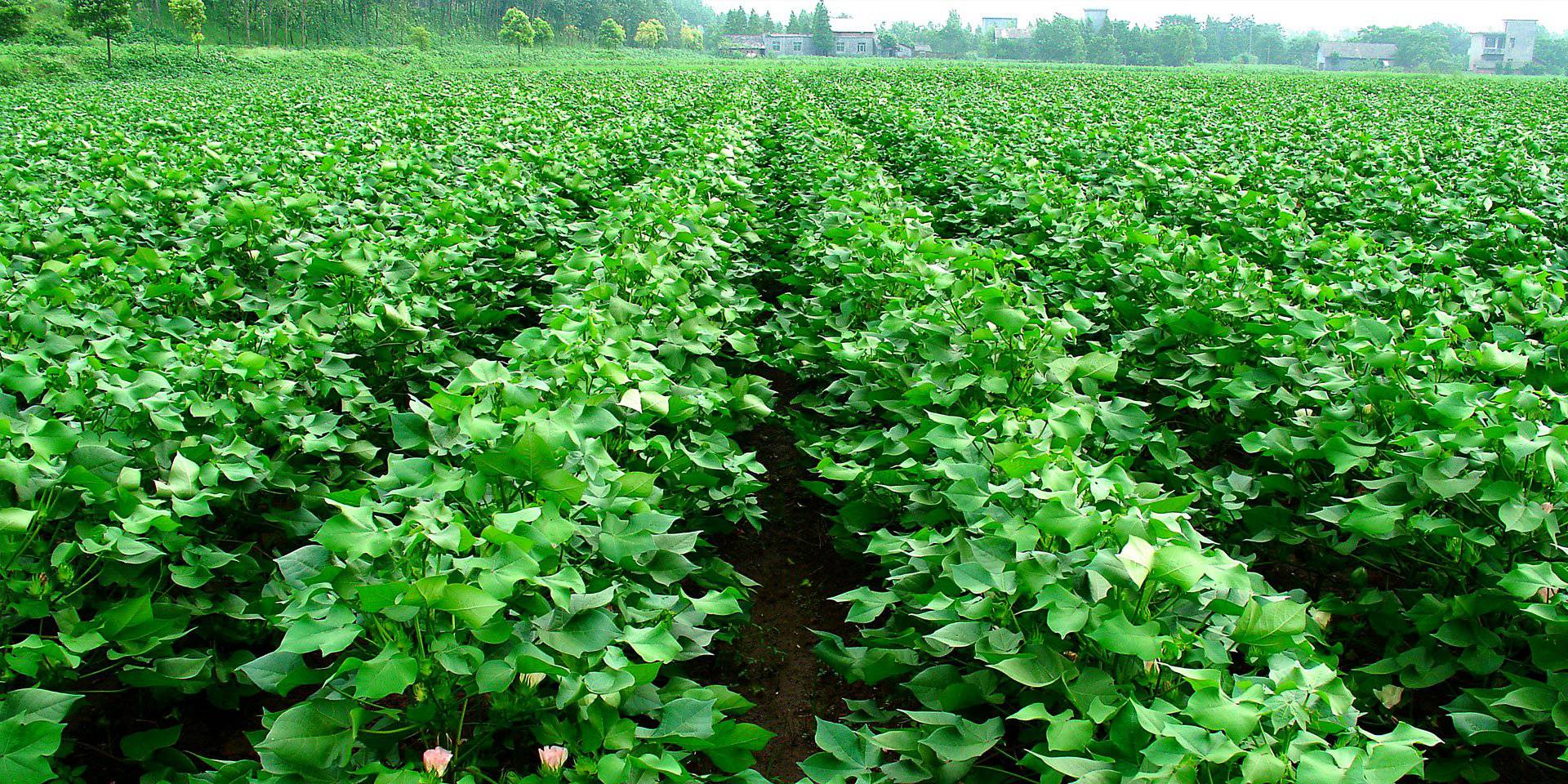 Professional research on microbial fertilizer